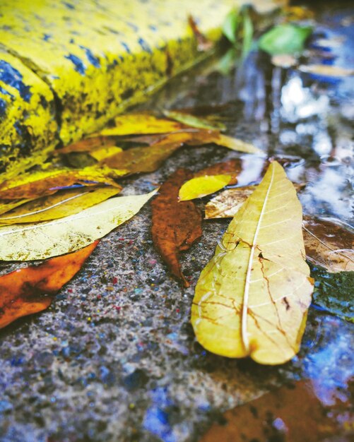 Foto primer plano de hojas secas en un sendero