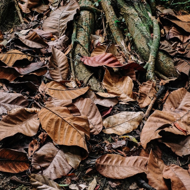 Foto primer plano de hojas secas en el tronco del árbol