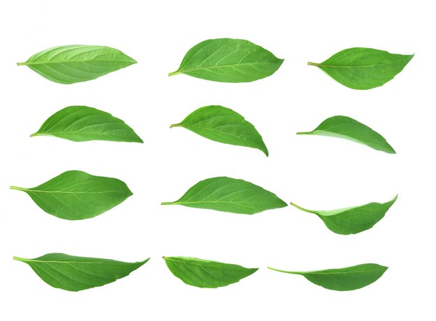 Primer plano de las hojas sobre un fondo blanco