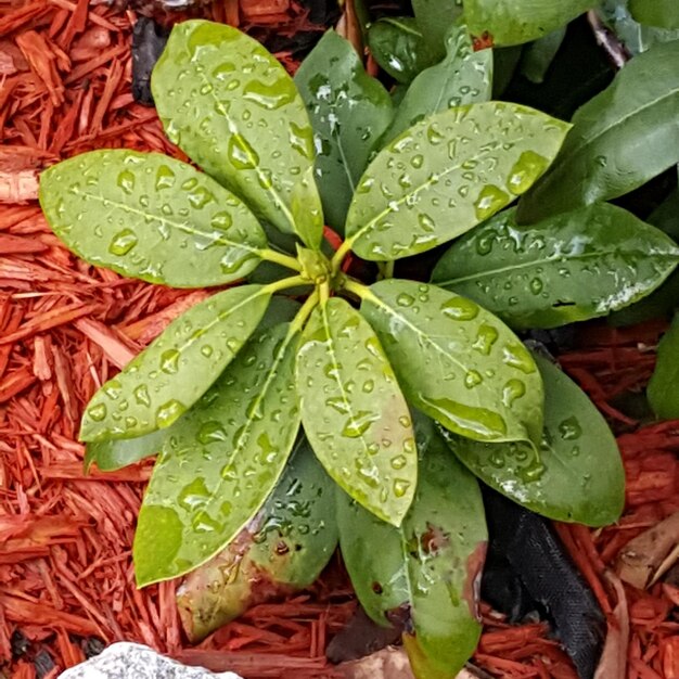 Foto primer plano de hojas sobre hojas