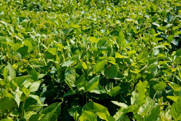 Primer plano de hojas de soja. Brotes de soja joven en el campo.