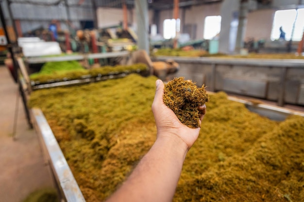 Primer plano de hojas de té trituradas y listas para preparar dentro de una fábrica de té