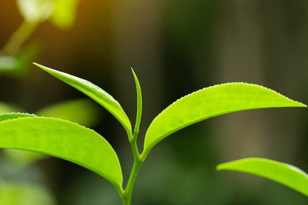 Primer plano de hojas de té verde frescas.