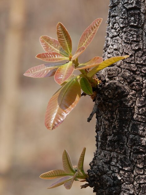 Foto primer plano de las hojas en el tronco del árbol