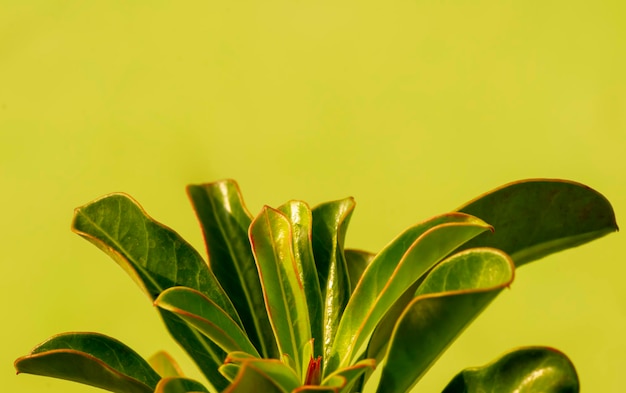 Primer plano de las hojas verdes de Adenium, también conocidas como rosa del desierto con fondo amarillo