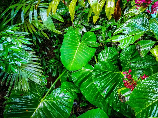 Foto primer plano de hojas verdes en un árbol en una selva tropical