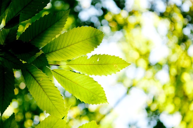 Foto primer plano de las hojas verdes en el árbol