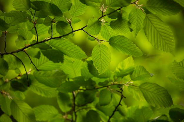 Foto primer plano de las hojas verdes de un árbol