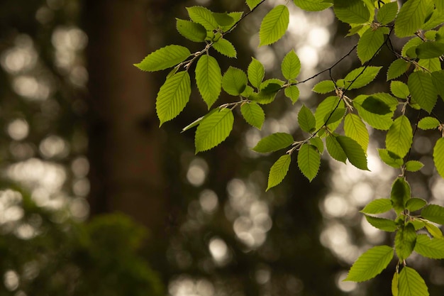 Foto primer plano de las hojas verdes de un árbol