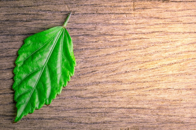 Foto primer plano de hojas verdes en un arte de detalle de fondo de textura de grano de madera