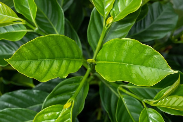 primer plano de hojas verdes de café