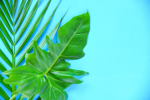 Primer plano de hojas verdes contra el cielo azul