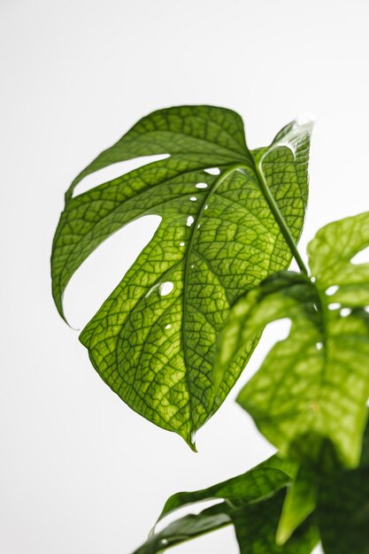 Foto primer plano de hojas verdes contra un fondo blanco