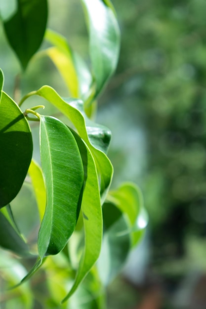 Primer plano de hojas verdes de Ficus elastica tineke reflejo de la luz del sol y fondo amarillo patrón de naturaleza abstracta en la sala de estar