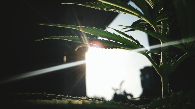 Foto primer plano de hojas verdes frescas contra el cielo