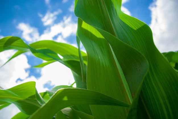 Foto primer plano de hojas verdes frescas contra el cielo