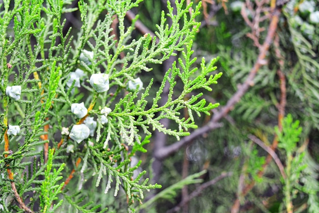 Un primer plano de hojas verdes frescas durante el día en el jardín