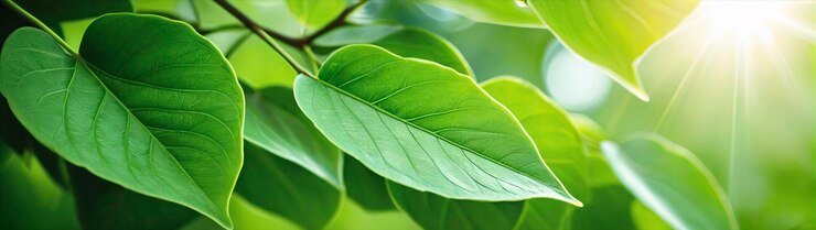 Un primer plano de hojas verdes frescas con luz solar suave perfecto para un papel tapiz de teléfono inspirado en la naturaleza