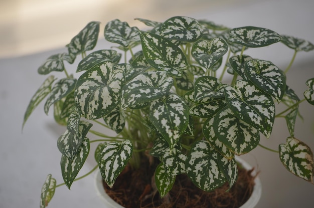 Primer plano de hojas verdes frescas en la mesa