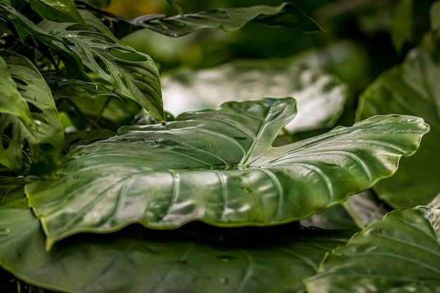 Foto primer plano de las hojas verdes frescas de la planta