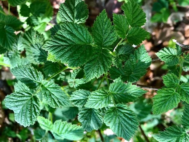 Primer plano de las hojas verdes frescas de la planta