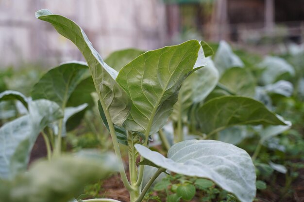 Foto primer plano de las hojas verdes frescas de la planta