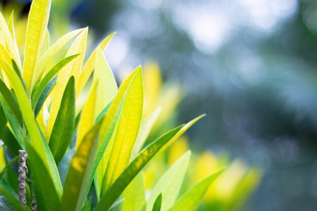 Foto primer plano de las hojas verdes frescas de la planta