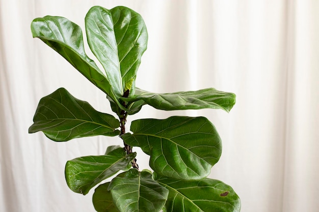 Foto primer plano de las hojas verdes frescas de la planta