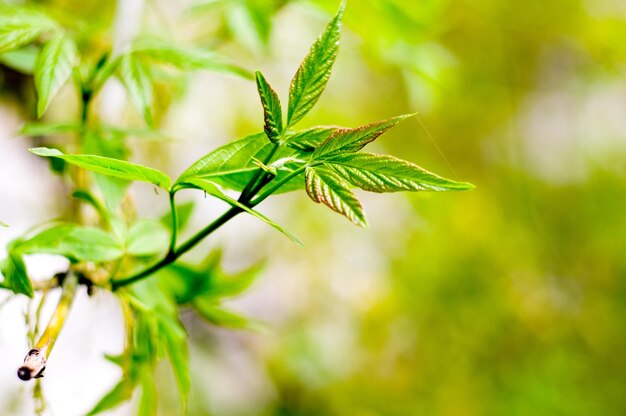 Primer plano de las hojas verdes frescas de la planta