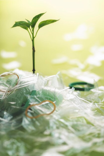 Foto primer plano de las hojas verdes frescas de la planta