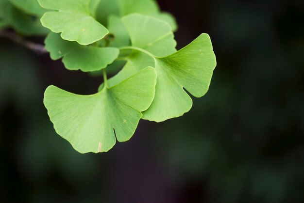 Primer plano de hojas verdes frescas que crecen al aire libre