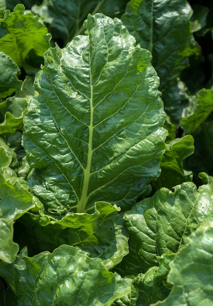 primer plano de hojas verdes frescas de remolacha azucarera