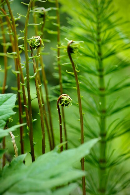 Foto primer plano de hojas verdes frescas en tierra