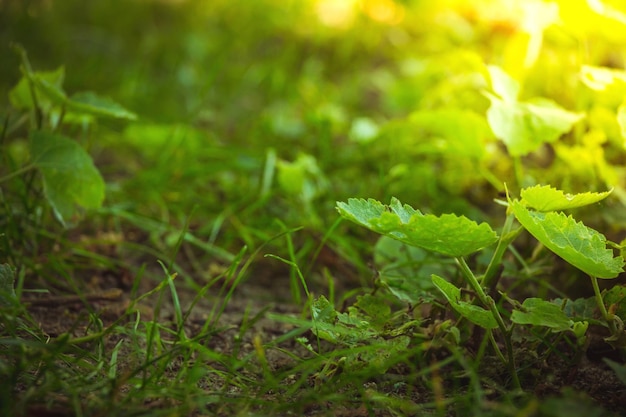 Foto primer plano de hojas verdes frescas en tierra
