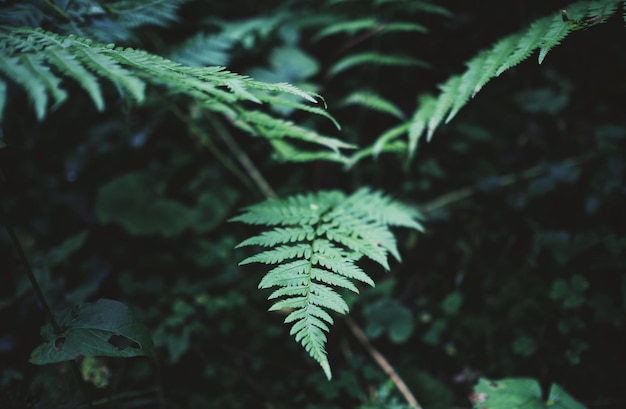 Foto primer plano de las hojas verdes frescas