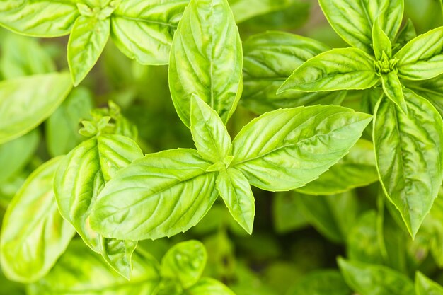 Primer plano de las hojas verdes frescas