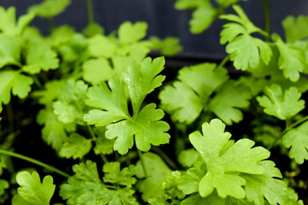 Primer plano de las hojas verdes frescas