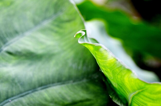 Foto primer plano de las hojas verdes frescas