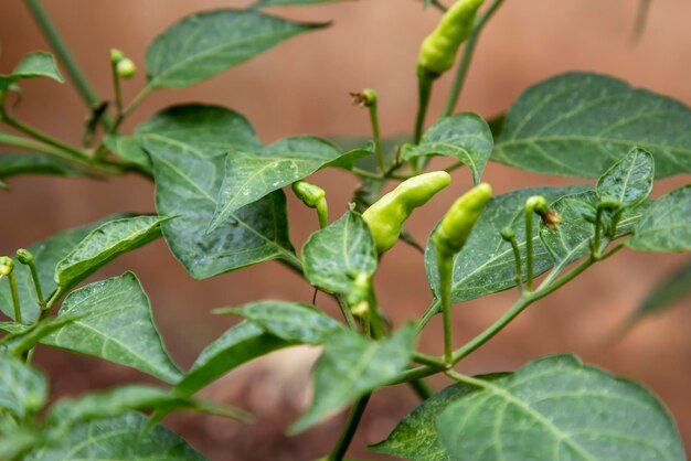 Foto primer plano de las hojas verdes frescas