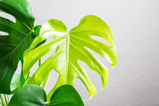 Foto primer plano de las hojas verdes frescas