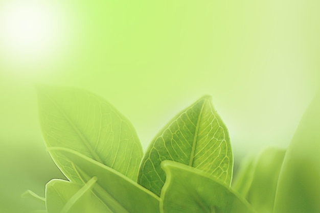 Primer plano de las hojas verdes frescas