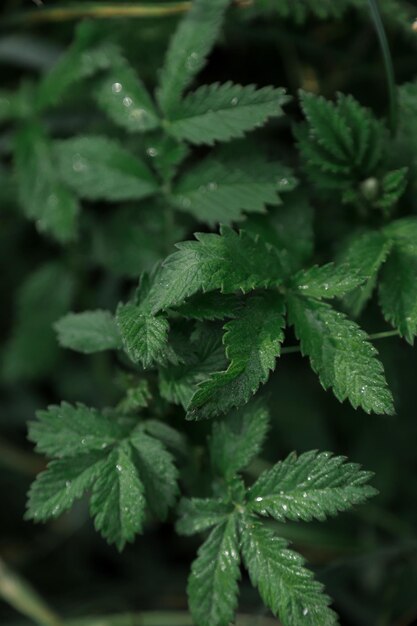 Primer plano de las hojas verdes frescas