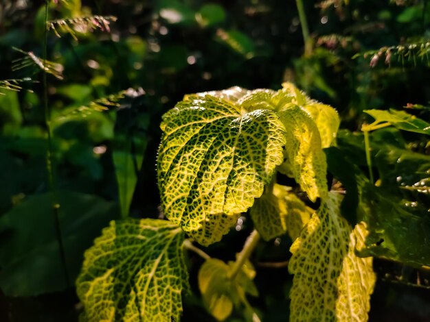 Foto primer plano de las hojas verdes frescas