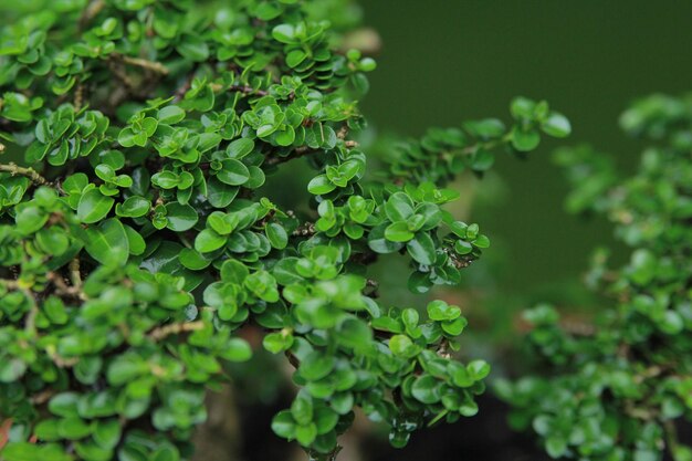 Primer plano de las hojas verdes frescas