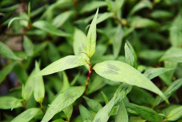 Foto primer plano de las hojas verdes frescas