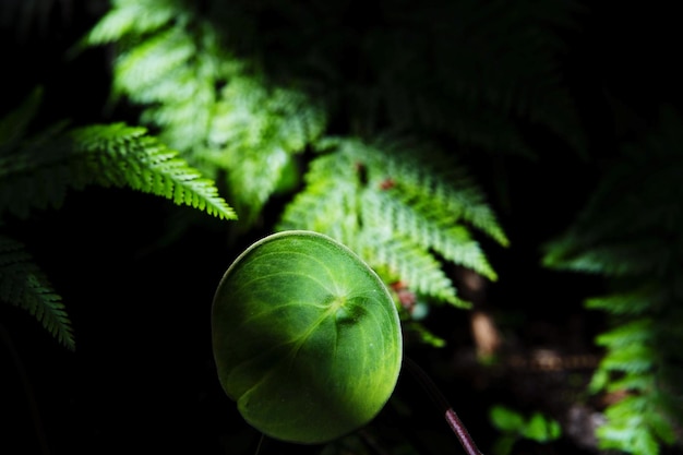 Foto primer plano de las hojas verdes frescas