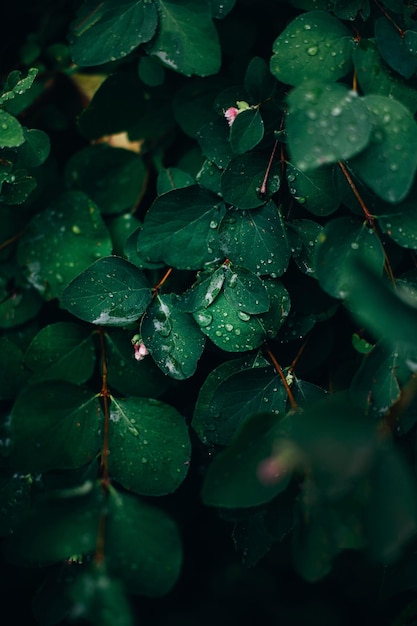 Primer plano de hojas verdes en gotas de rocío