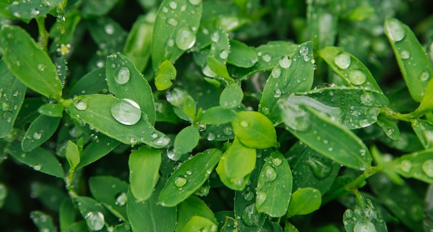 Primer plano de hojas verdes. Hay gotas de lluvia o rocío sobre las hojas. Textura y fondo naturales.