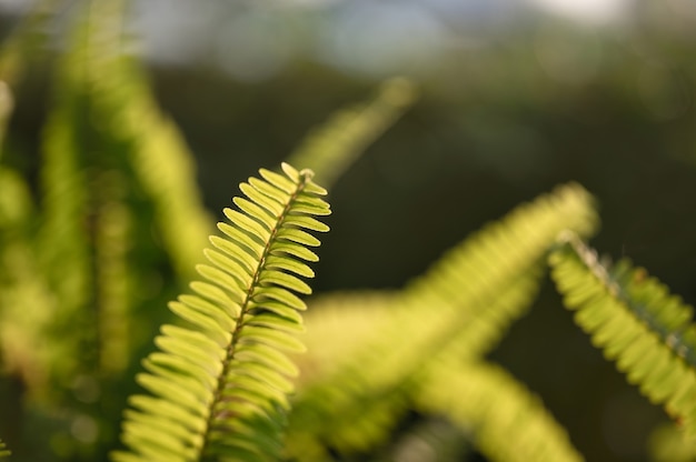 Primer plano de hojas verdes de helecho en el jardín sobre fondo natural