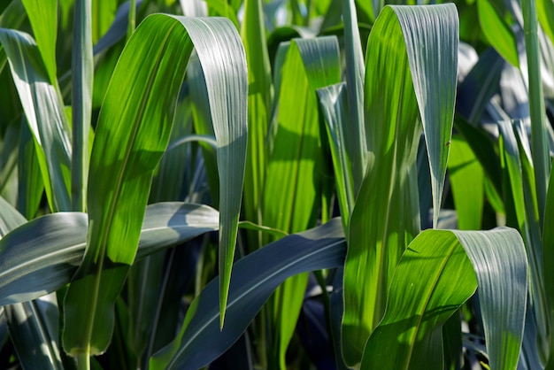 Primer plano de hojas verdes de maíz en la plantación